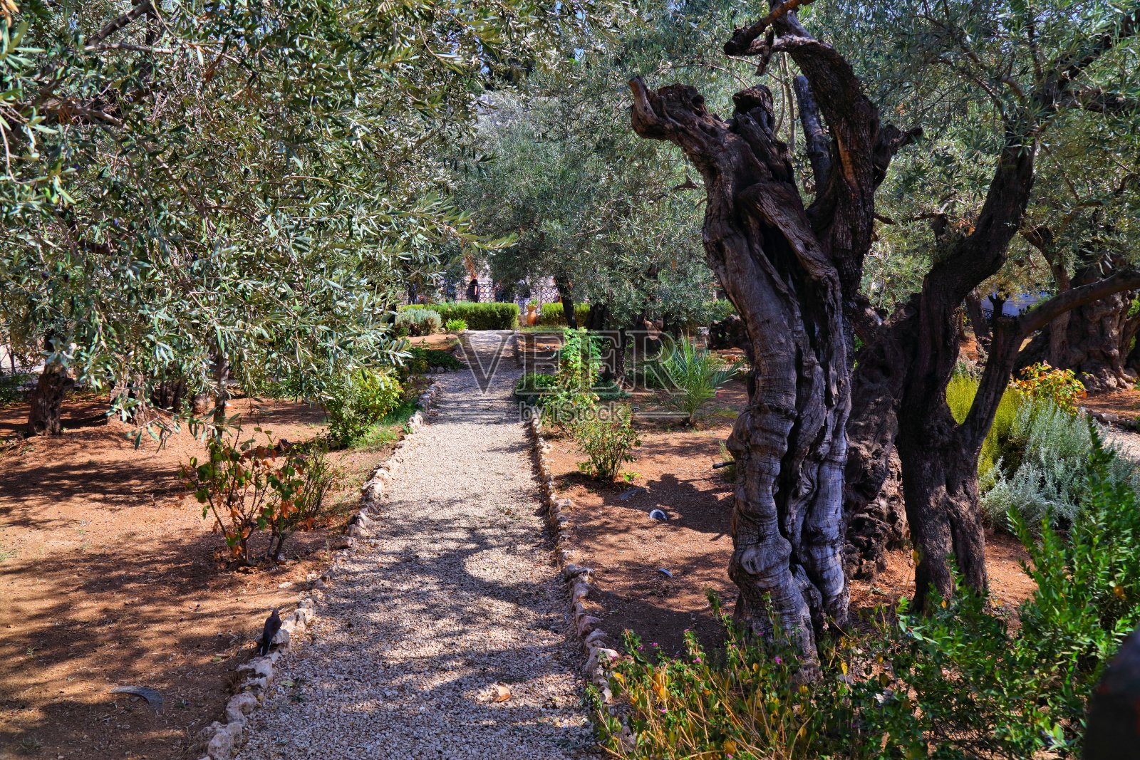 耶路撒冷客西马尼园照片摄影图片