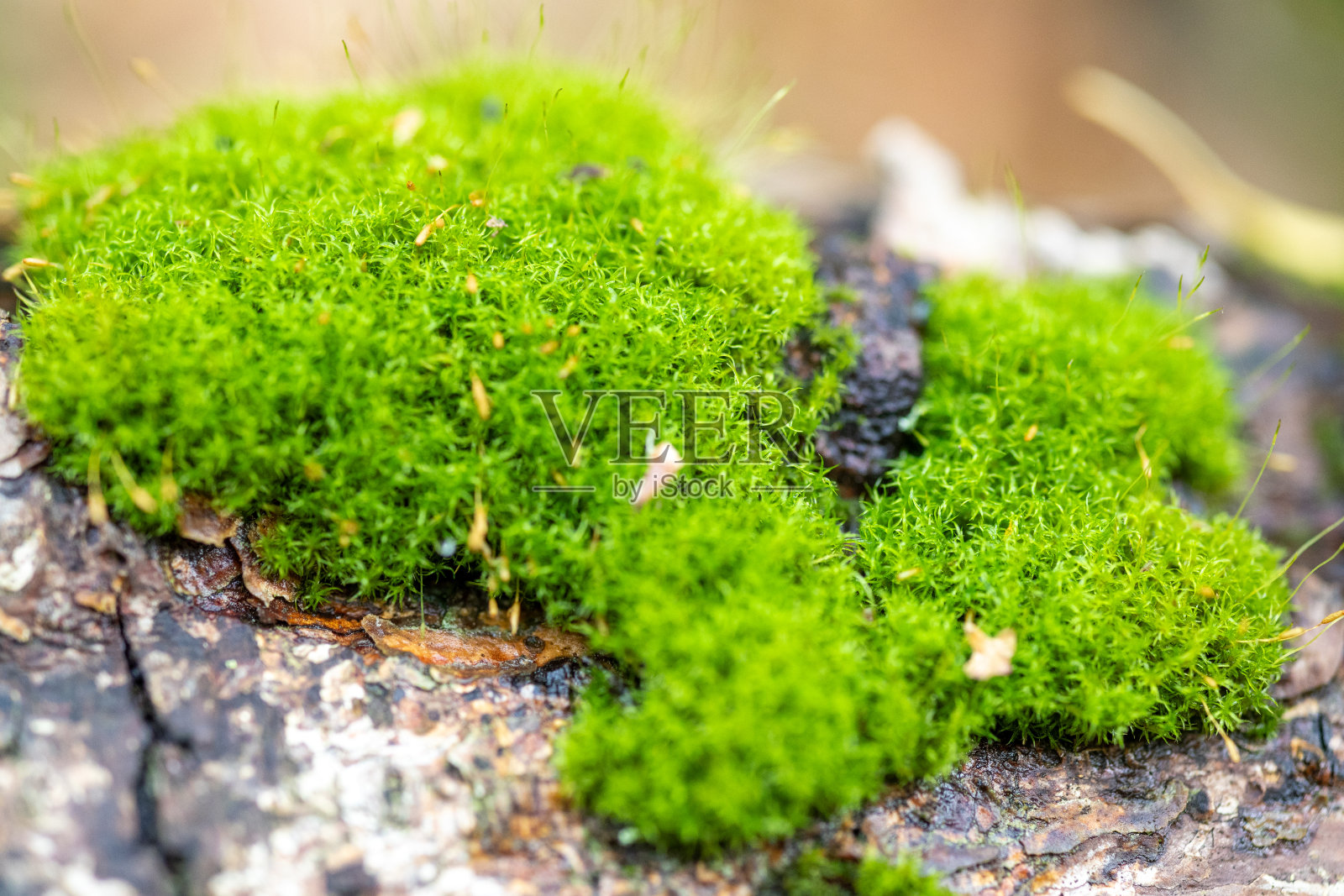 莫斯照片摄影图片