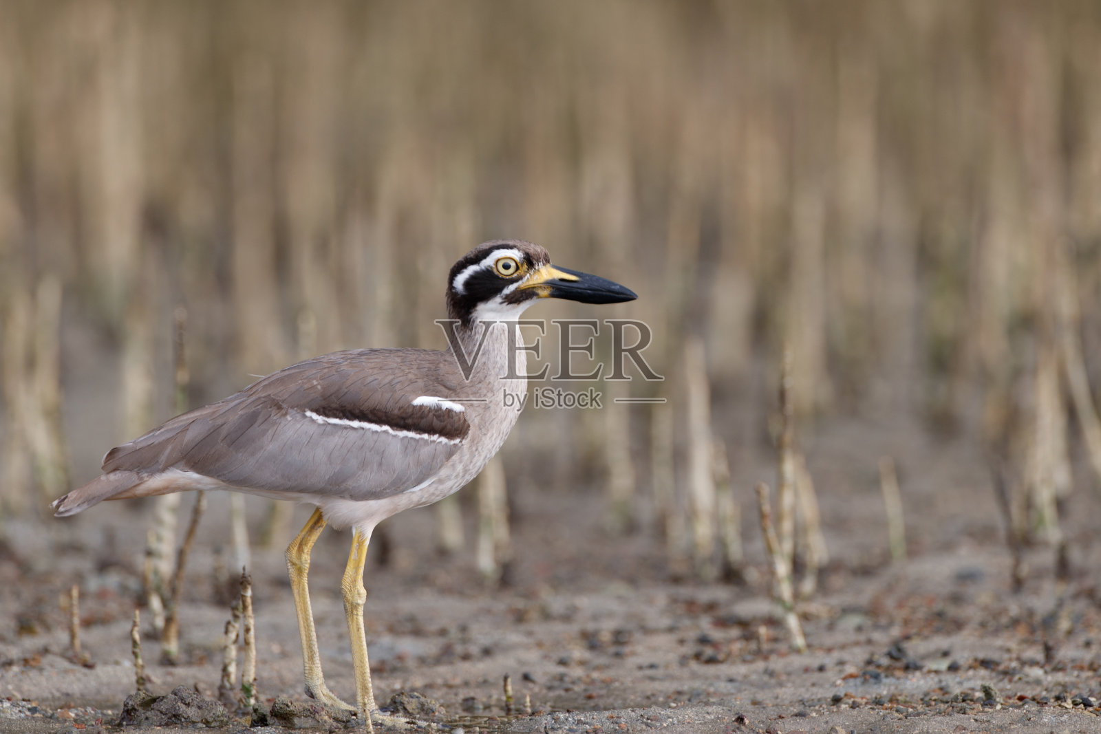 海鸟:成年滩粗膝(Esacus magnirostris)，又称滩石杓鹬。照片摄影图片