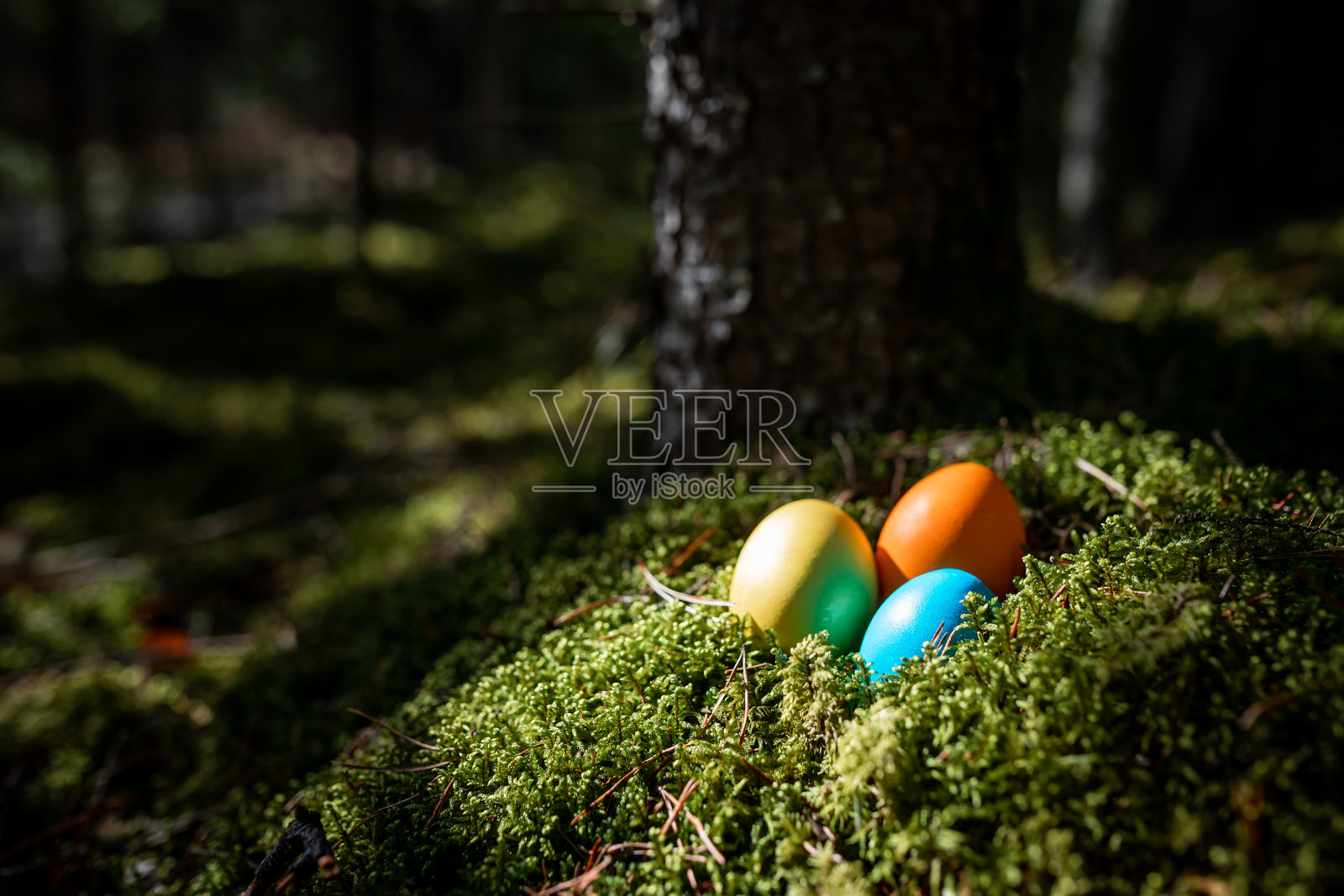 彩色复活节彩蛋在自然绿色苔藓背景在森林。照片摄影图片