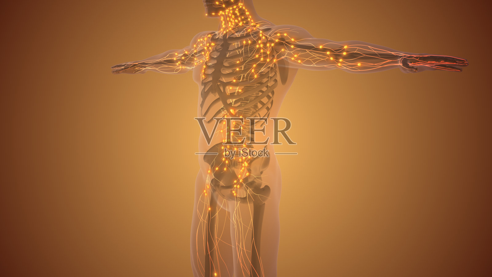 人体淋巴系统解剖学照片摄影图片