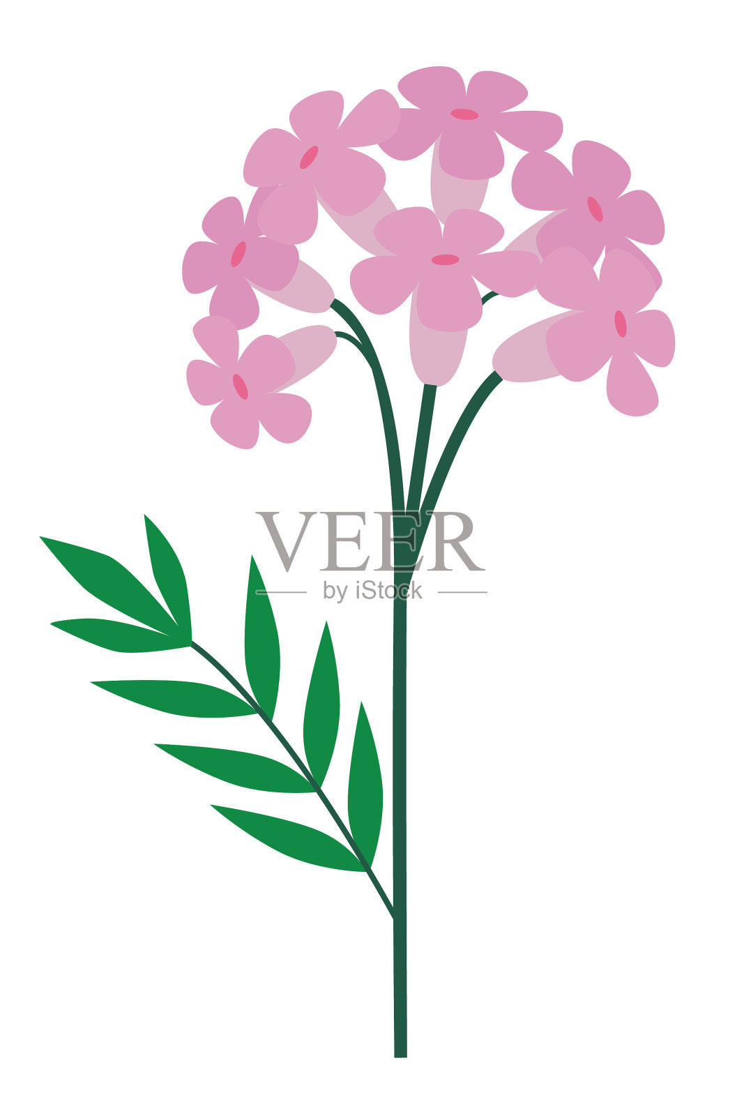 在白色背景上孤立的缬草花。插画图片素材