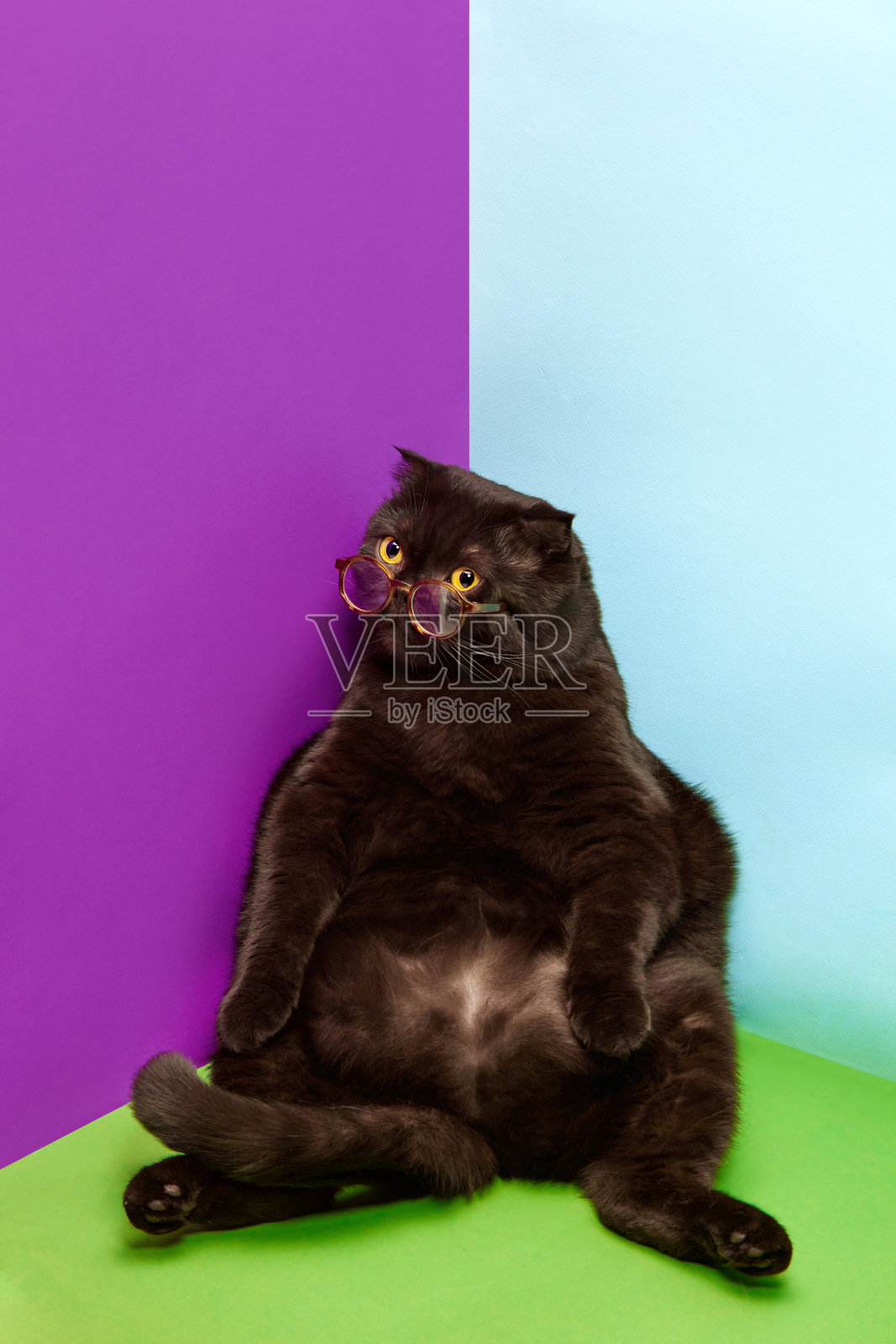 可爱的纯种猫，黑色苏格兰折耳猫，戴着眼镜，安静地坐在五彩缤纷的背景上照片摄影图片