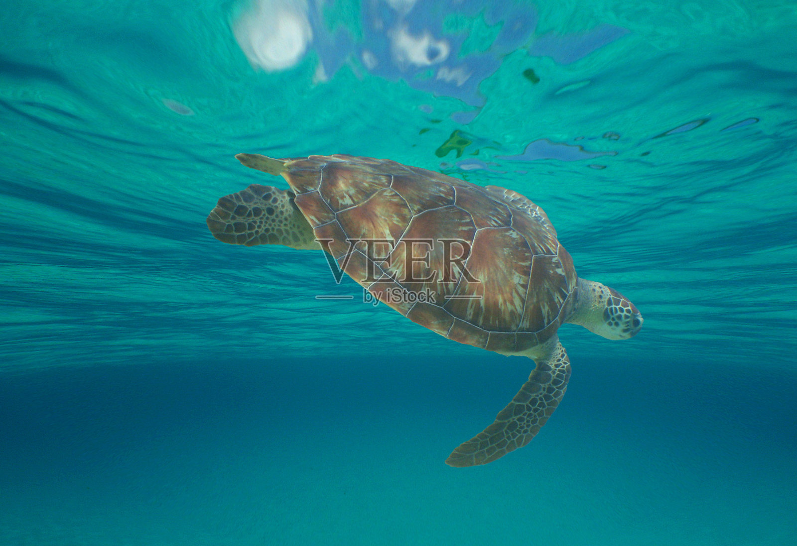 绿海龟游泳照片摄影图片