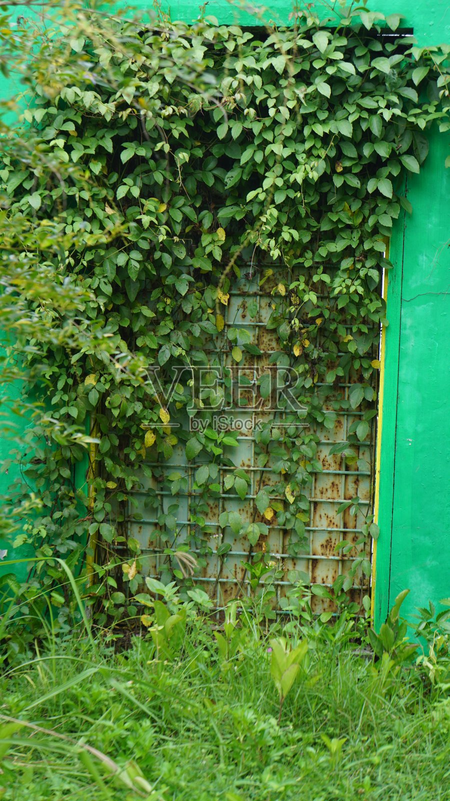 被树叶覆盖的旧门照片摄影图片