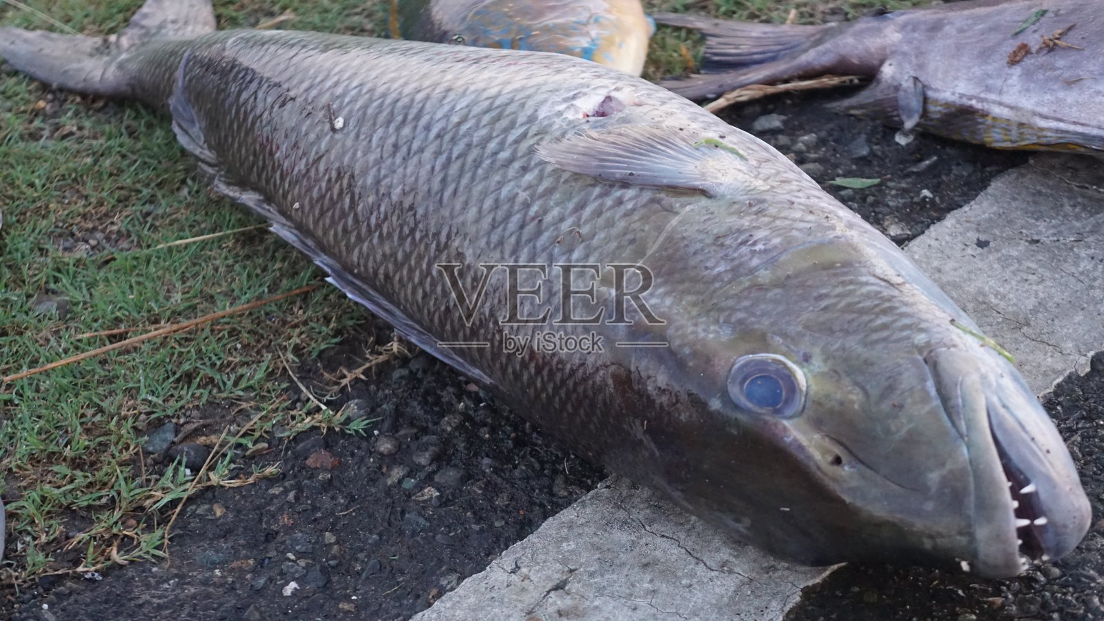 绿工作鱼的特写照片照片摄影图片