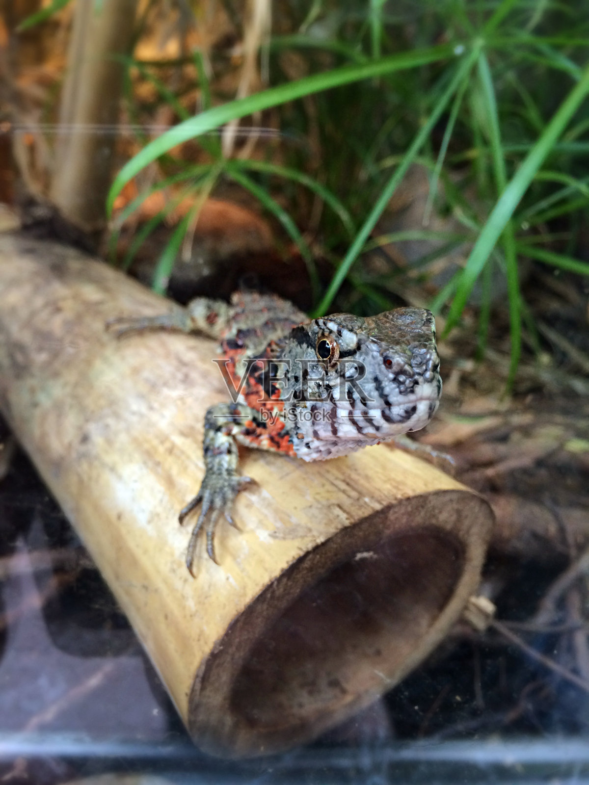 蜥蜴在竹子上的特写照片摄影图片
