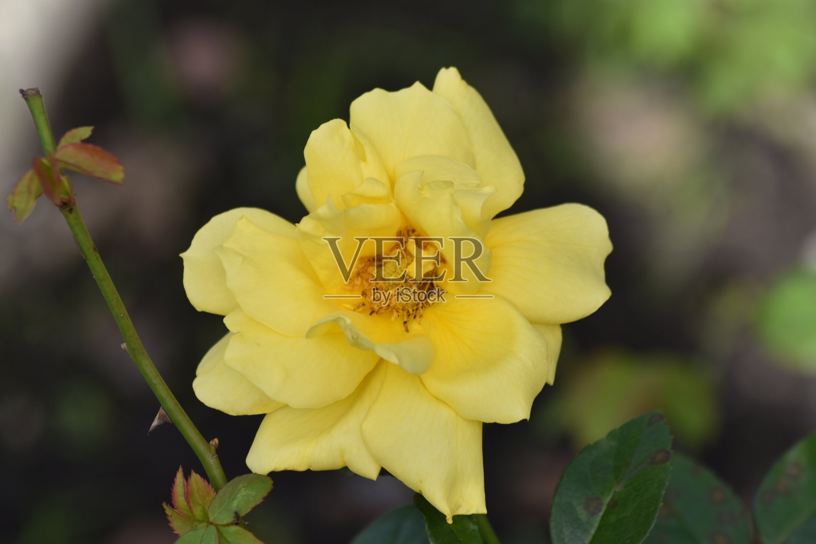 秋天的玫瑰照片摄影图片