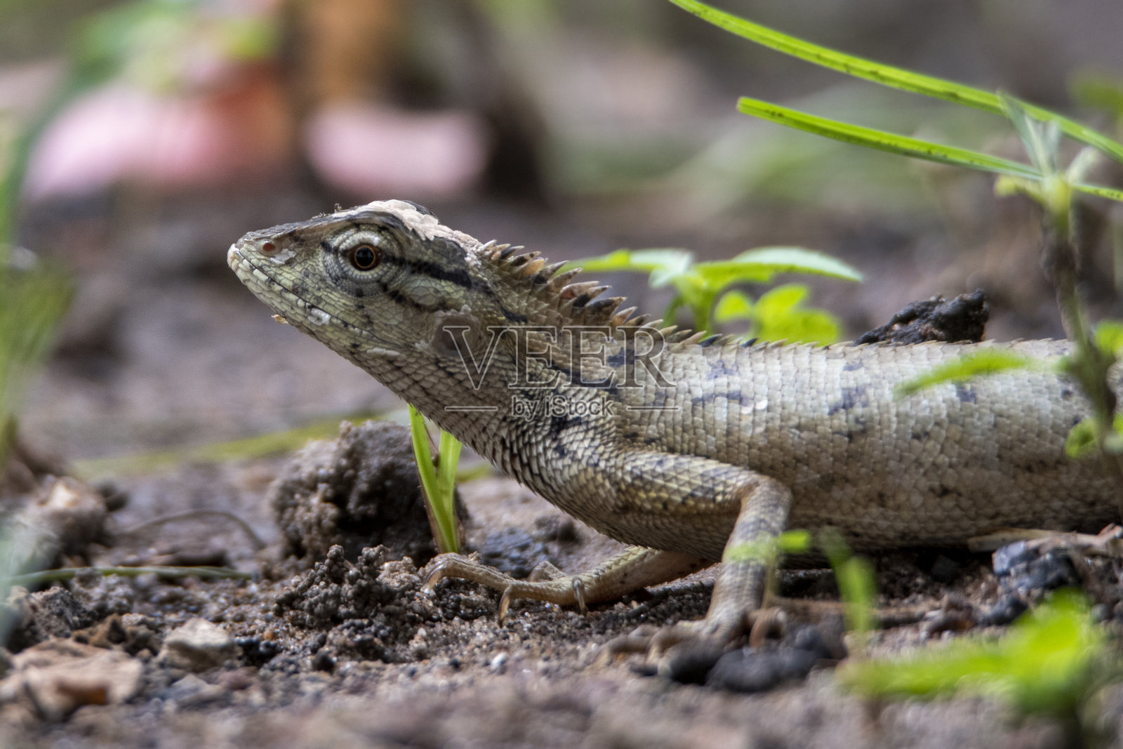 东方园林蜥蜴照片摄影图片