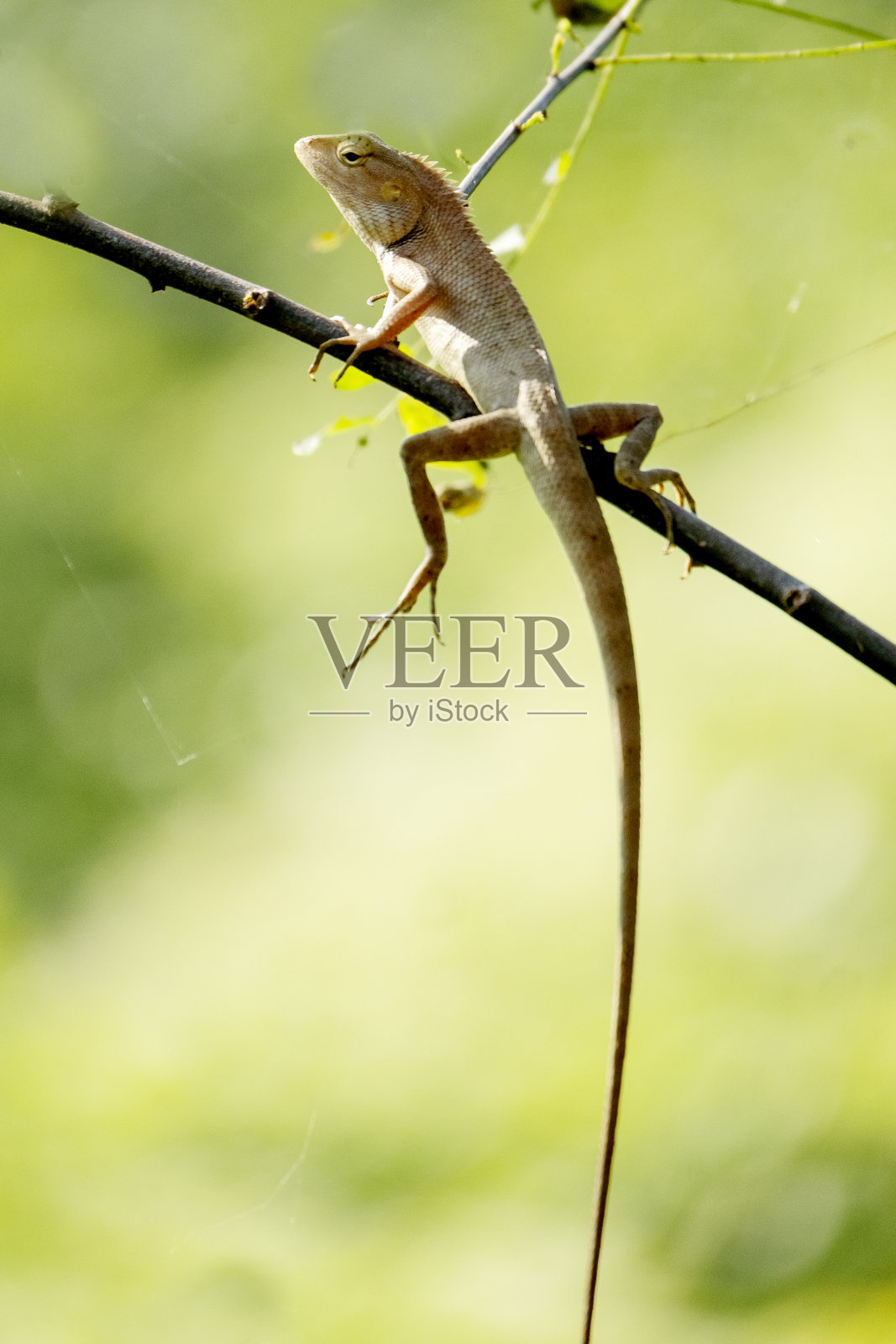 东方园林蜥蜴照片摄影图片