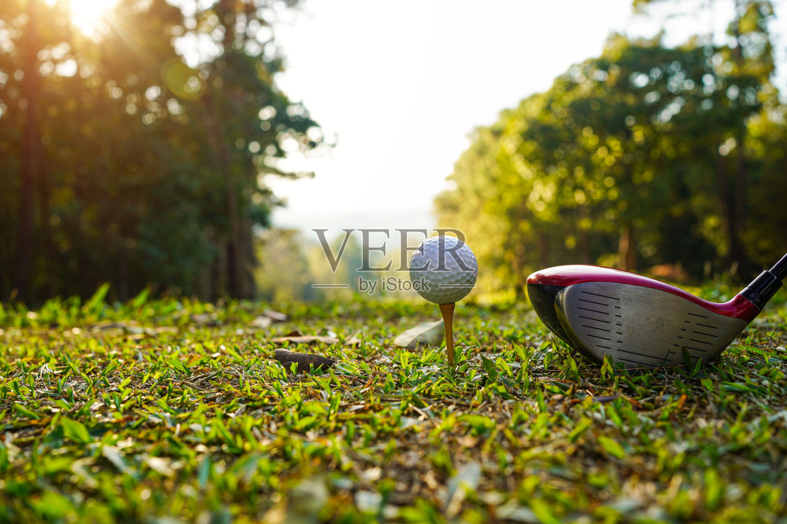 高尔夫球杆和高尔夫球在绿色的草坪在一个美丽的高尔夫球场与早晨的阳光。高尔夫球在绿草地上准备打高尔夫球场背景照片摄影图片