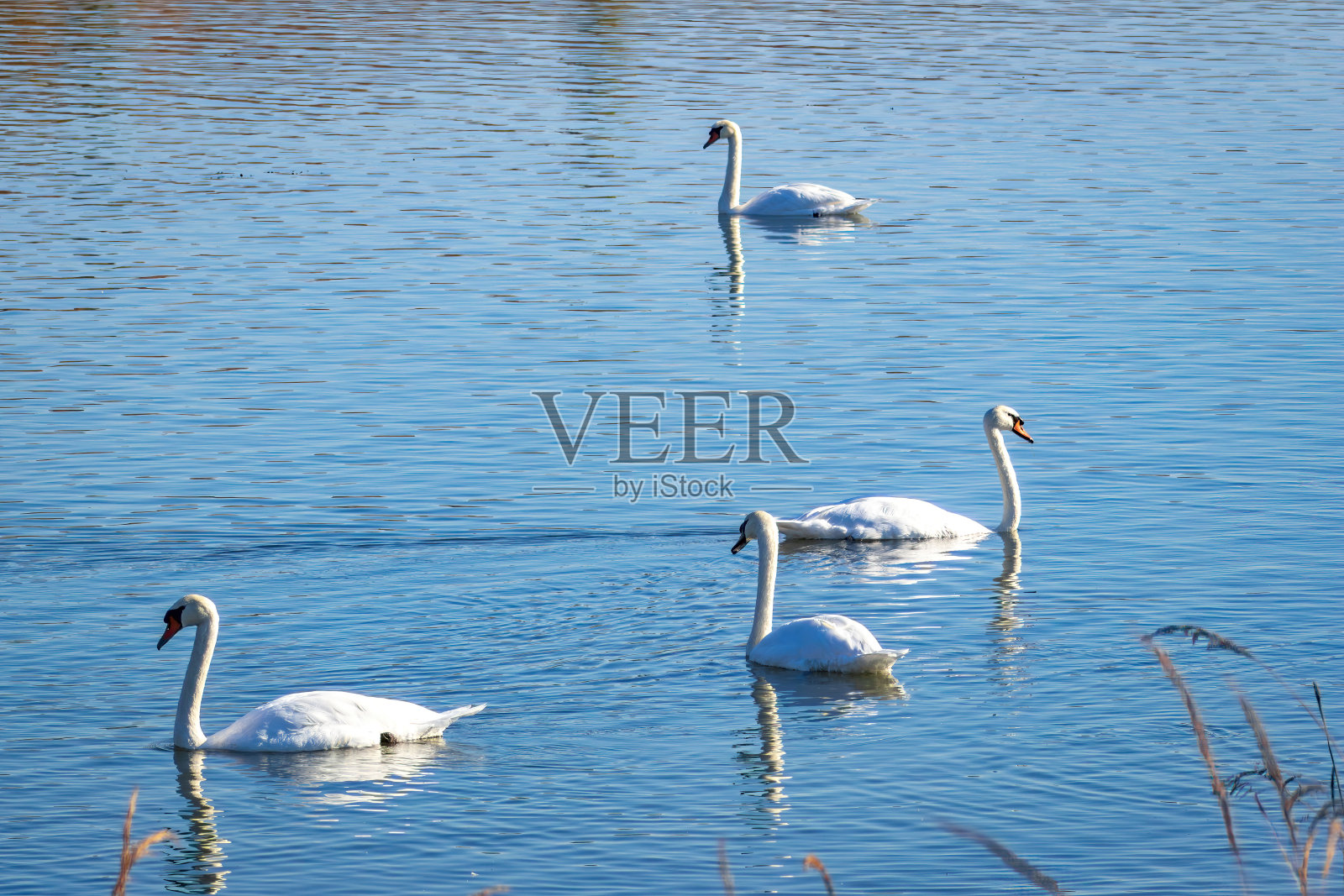 观鸟远足照片摄影图片