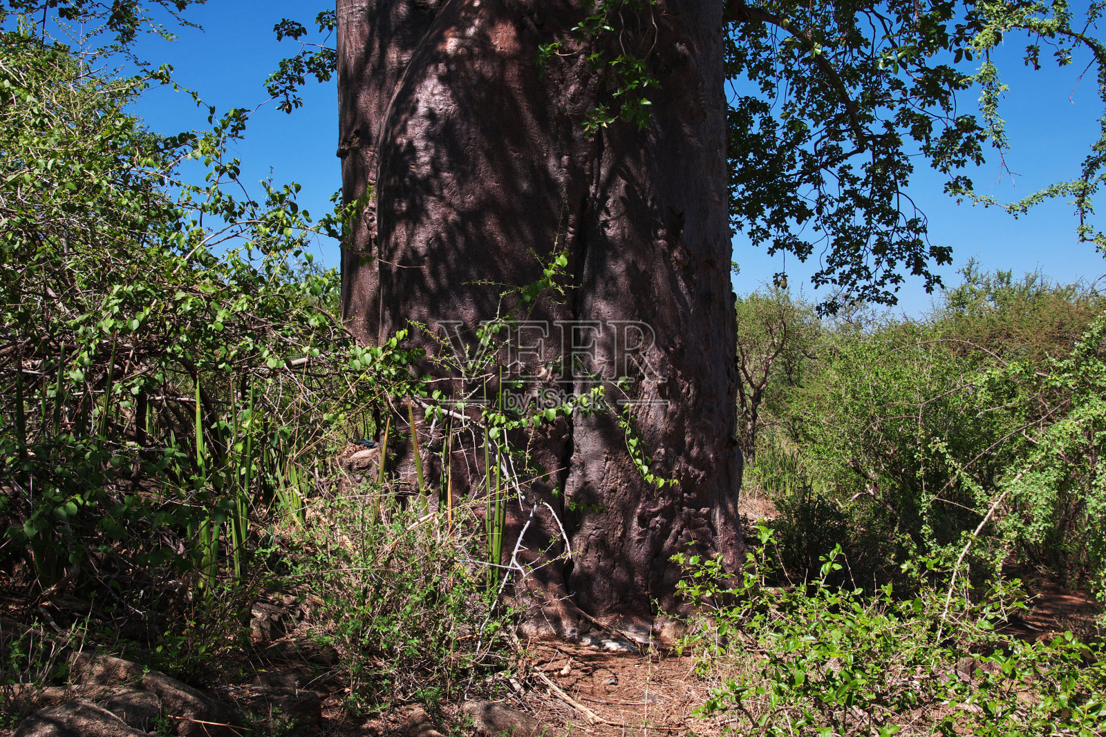 非洲布须曼村庄的猴面包树照片摄影图片