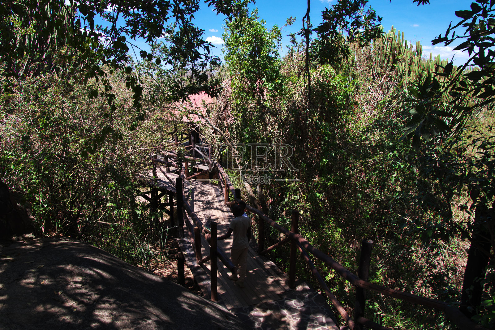 非洲肯尼亚和坦桑尼亚的野生动物园里的大自然照片摄影图片