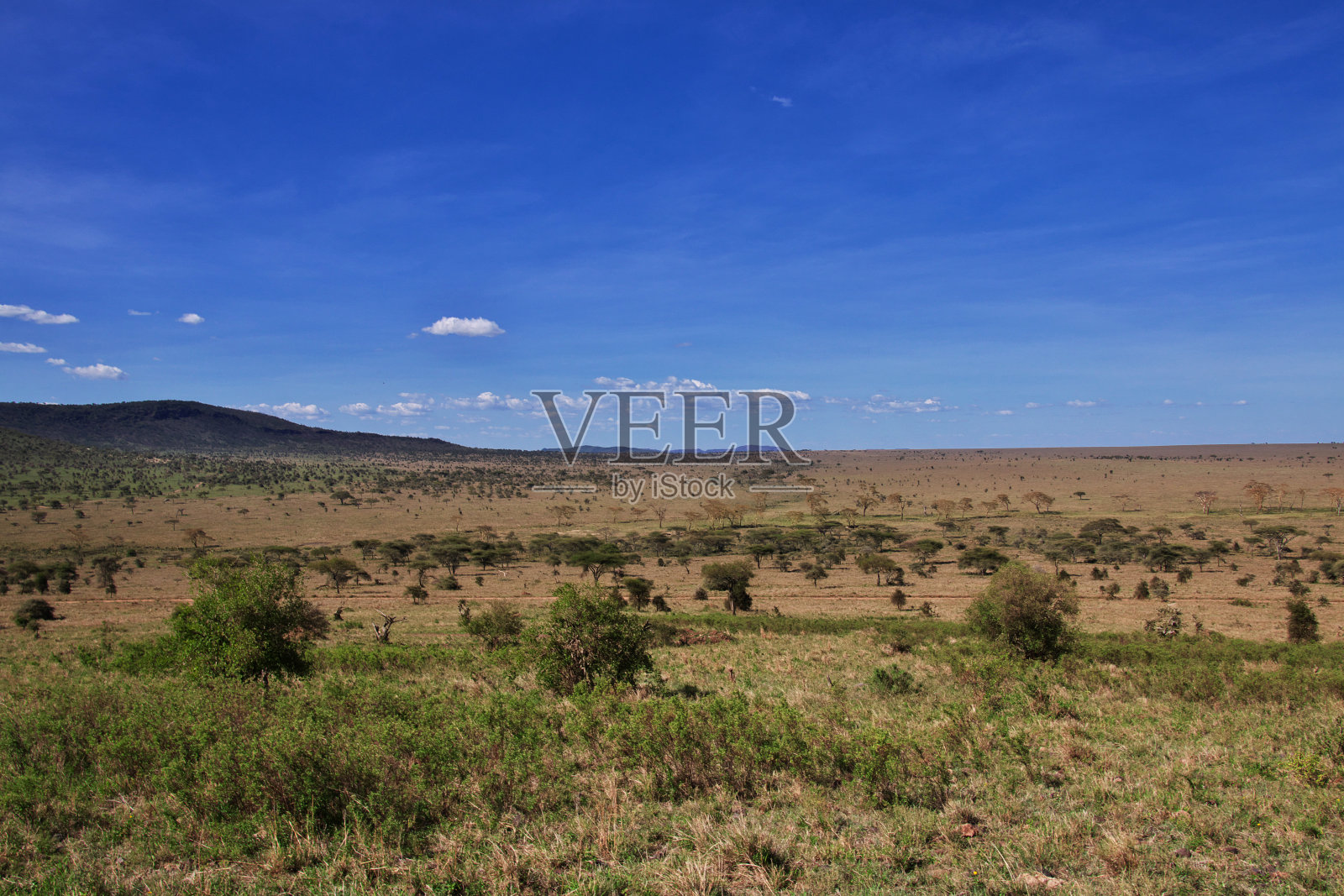 非洲肯尼亚和坦桑尼亚的野生动物园里的大自然照片摄影图片