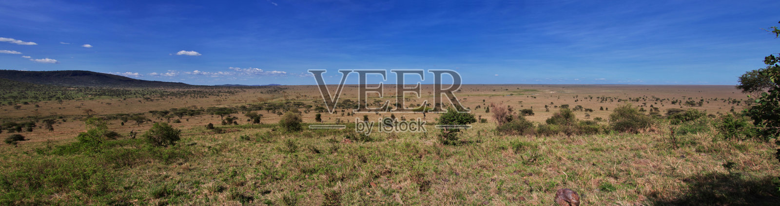 在非洲肯尼亚和坦桑尼亚的大草原上狩猎照片摄影图片