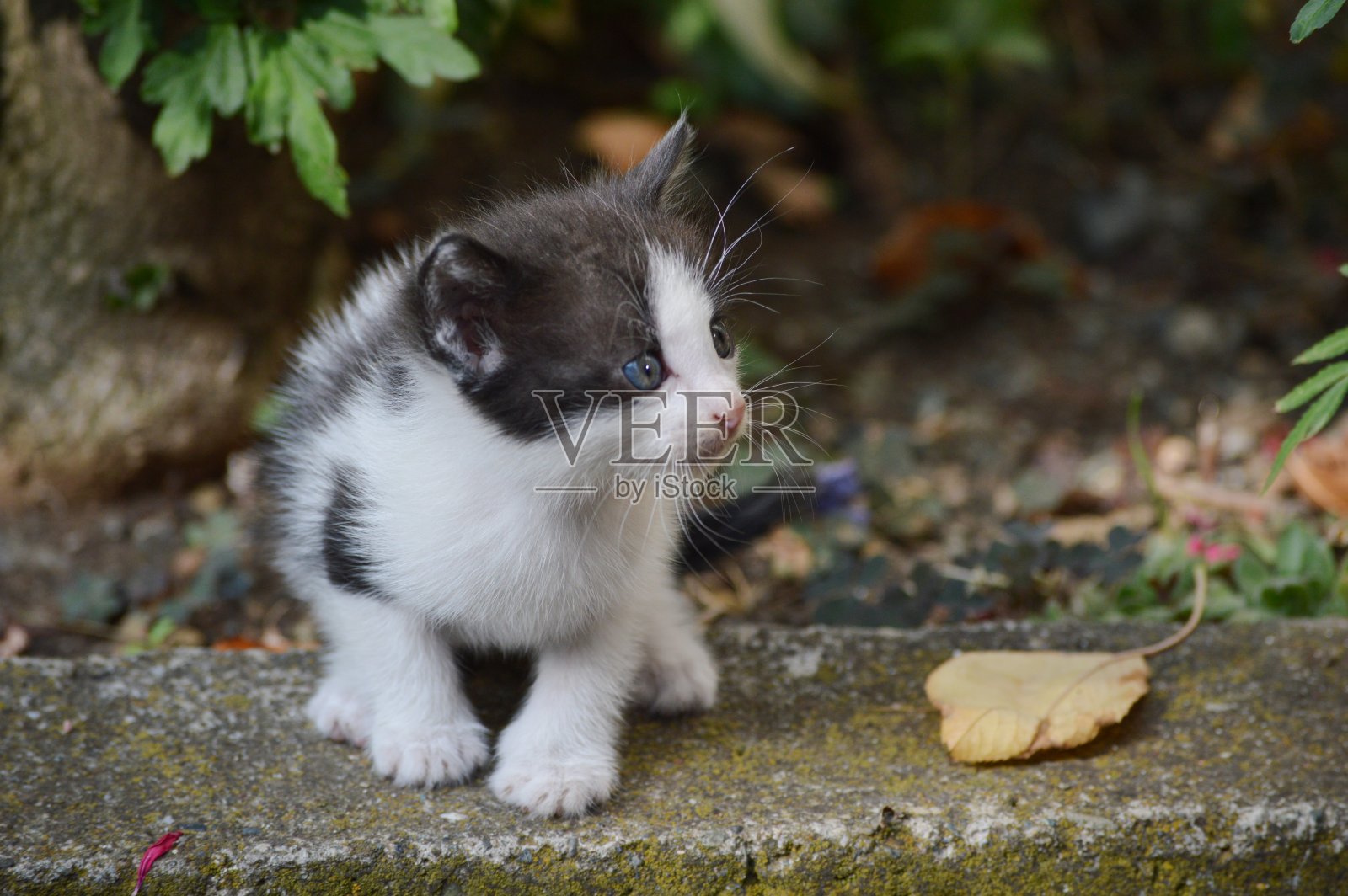 一只蓝眼睛的小猫照片摄影图片