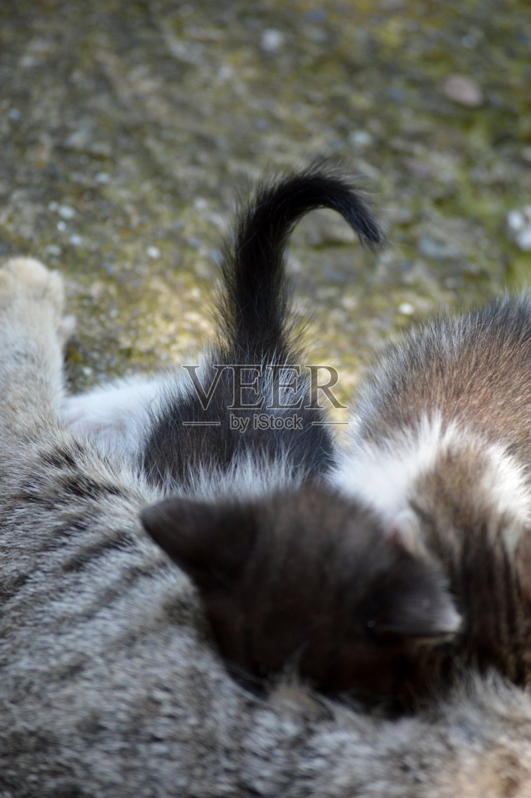 小猫吮吸它们的妈妈照片摄影图片