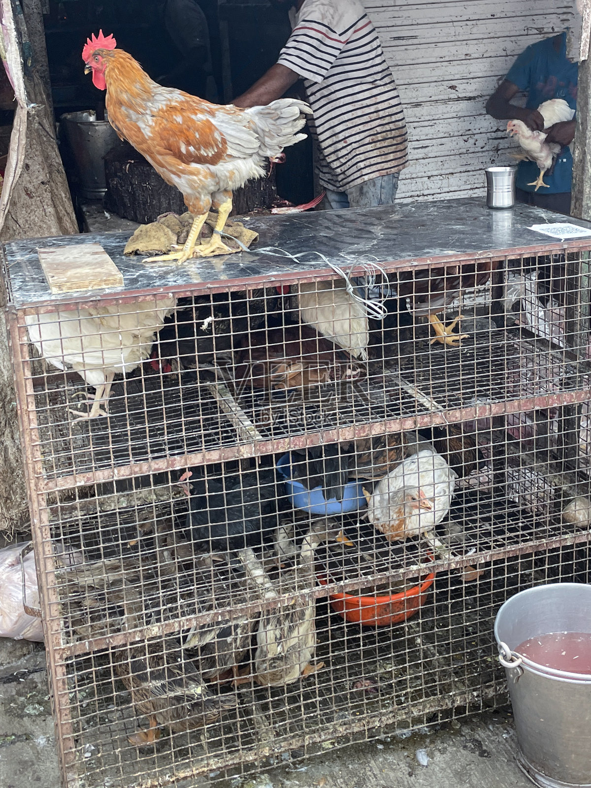 在印度农产品市场，一笼鸡被关在铁栏后面，等着被屠宰，动物虐待，动物福利照片摄影图片