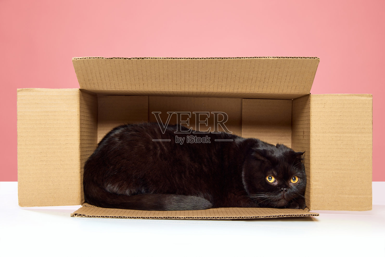 美丽的纯种黑猫，苏格兰折耳猫，坐在纸箱里，在粉红色的工作室背景上玩耍照片摄影图片