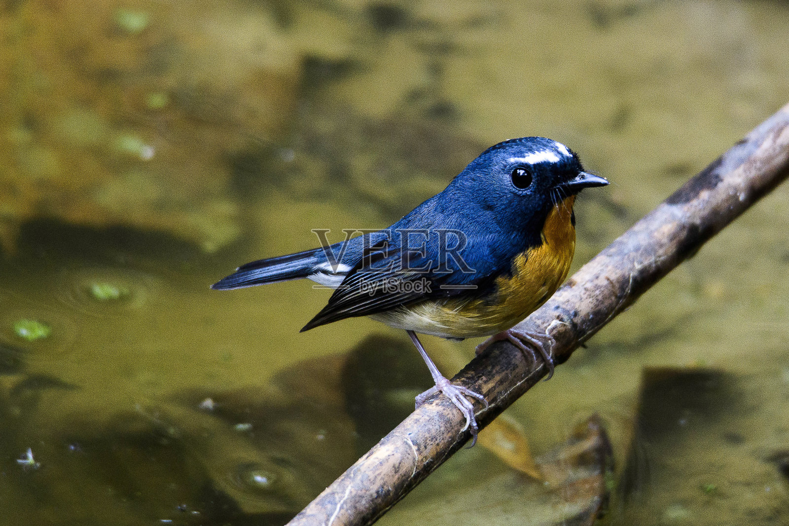 白眉山蓝捕蝇鸟是蝇科的一种鸟类照片摄影图片