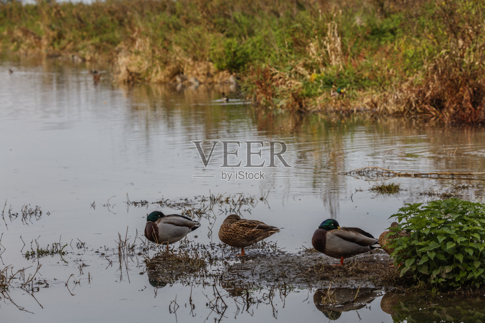 两只雄性和一只雌性绿头鸭在傍晚休息照片摄影图片
