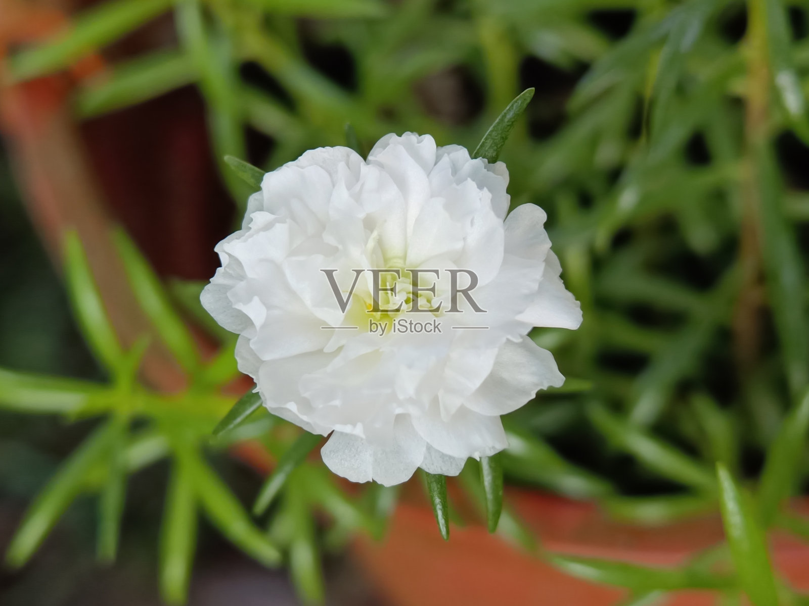 选择焦点的白色苔藓玫瑰马齿苋或日本玫瑰花在花园里照片摄影图片