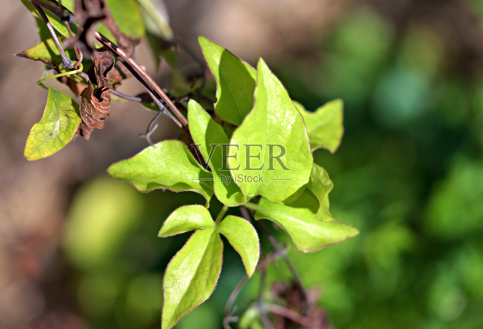 铁线莲的叶子照片摄影图片