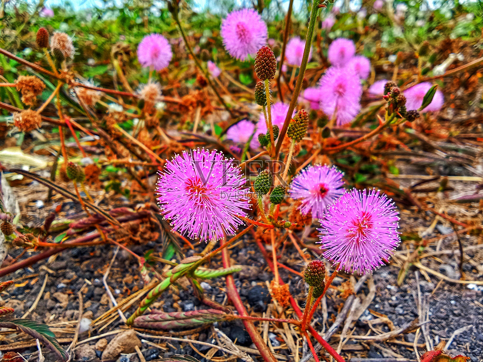 含羞草照片摄影图片