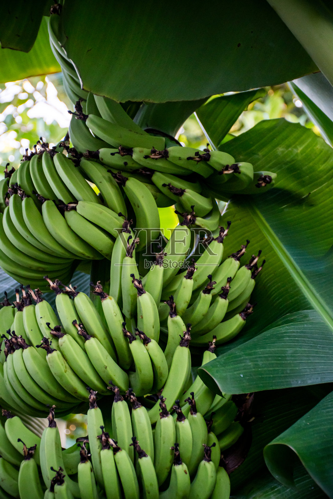 香蕉丰收照片摄影图片