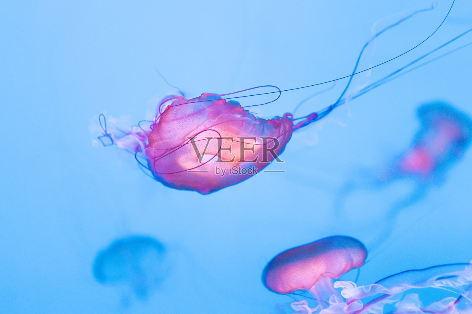 海洋水母照片摄影图片