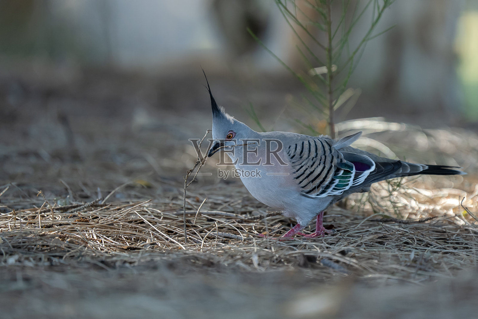 冠毛犬鸽子照片摄影图片