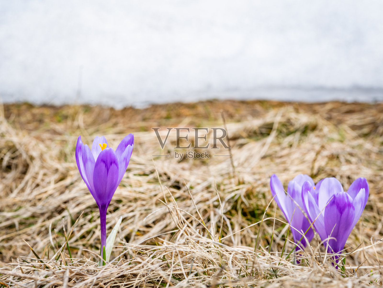 一个长满了藏红花或藏红花(春天的藏红花，巨大的藏红花)紫色花朵的山间牧场。照片摄影图片