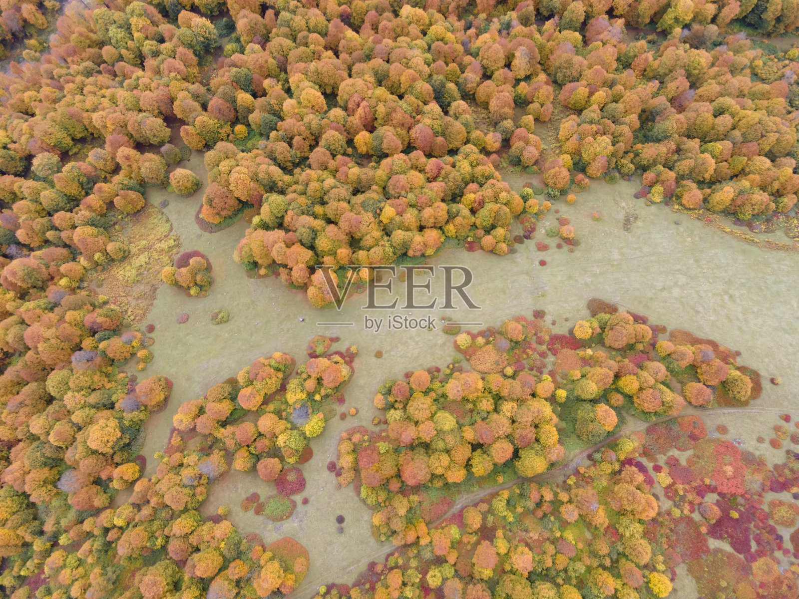 上面是色彩斑斓的秋林照片摄影图片