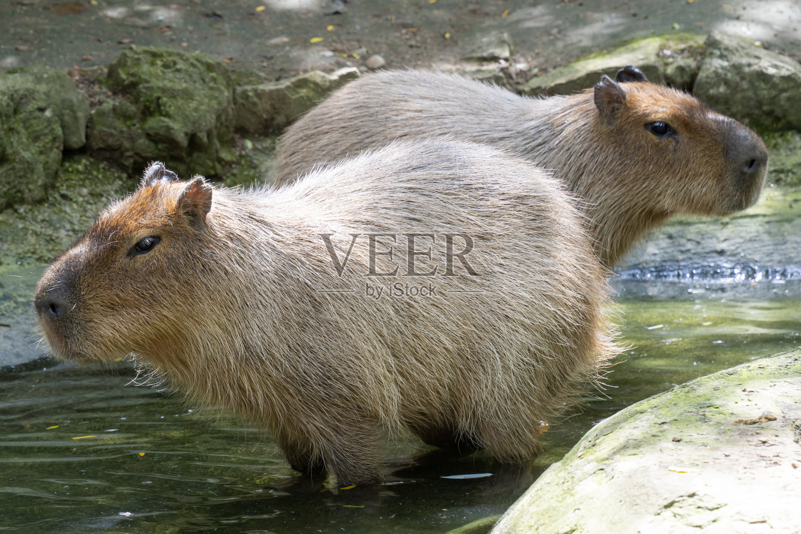 两只水豚(水豚)站在水中照片摄影图片