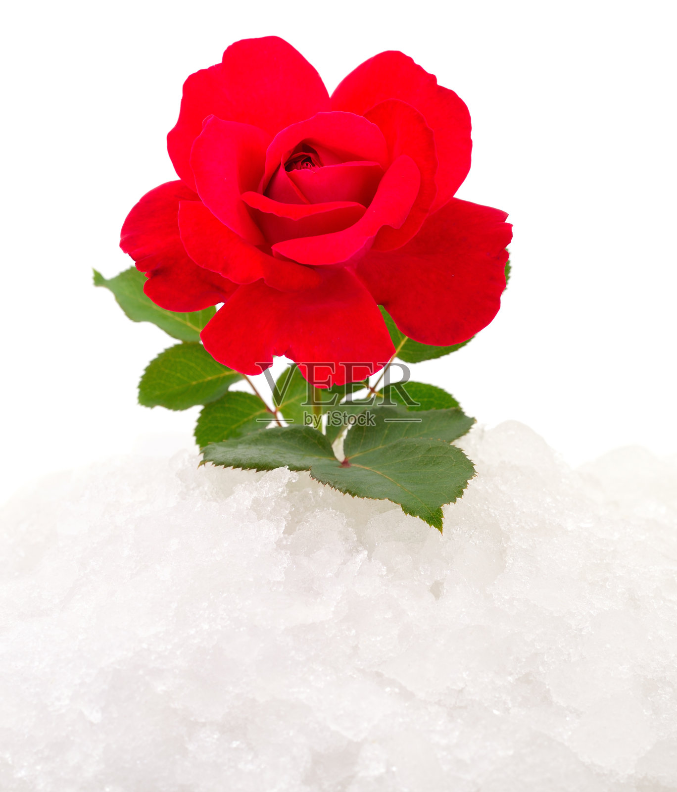 雪上的红玫瑰。照片摄影图片