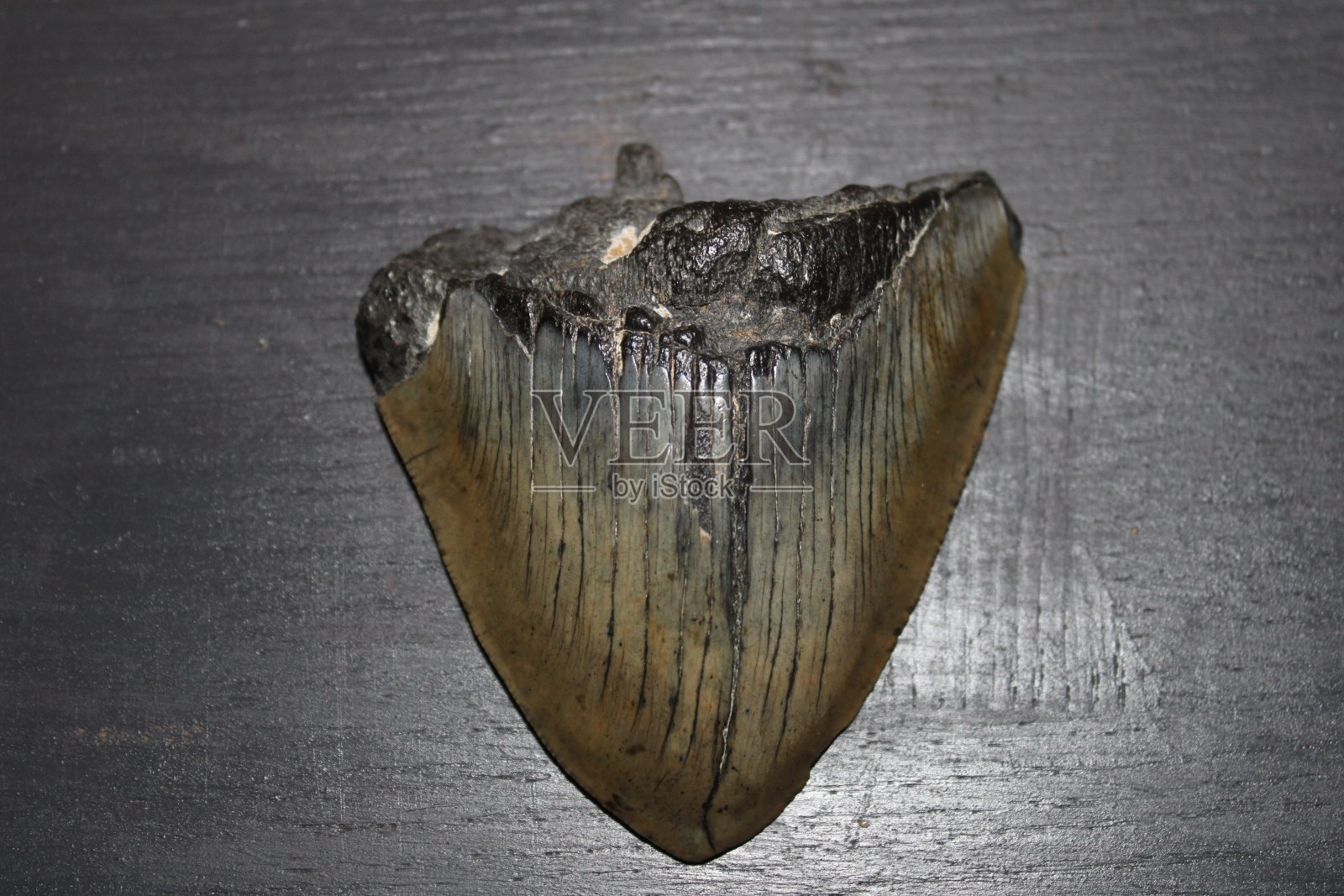 近距离观察单颗巨齿鲨牙齿。照片摄影图片