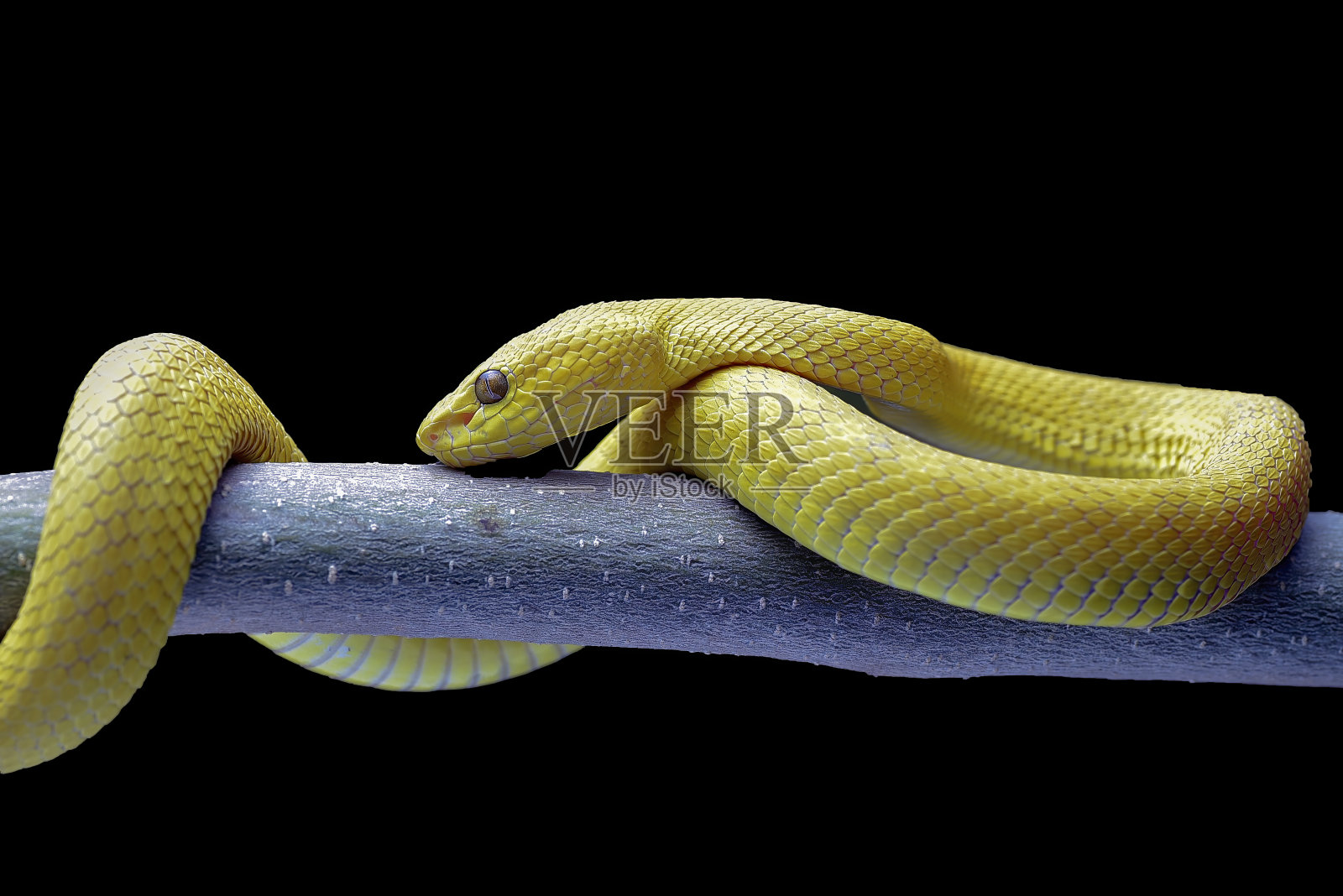 黑色背景的黄色白唇蝮蛇照片摄影图片