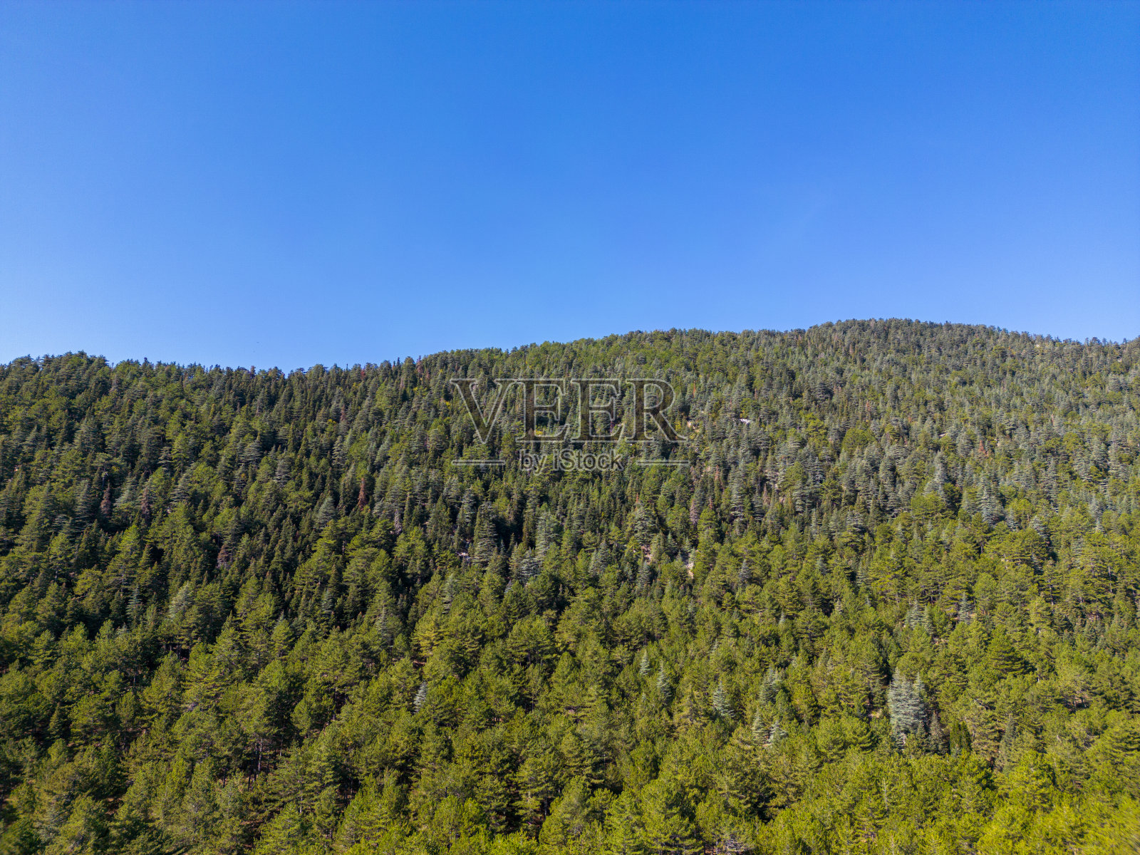 山脊上长满了松林照片摄影图片