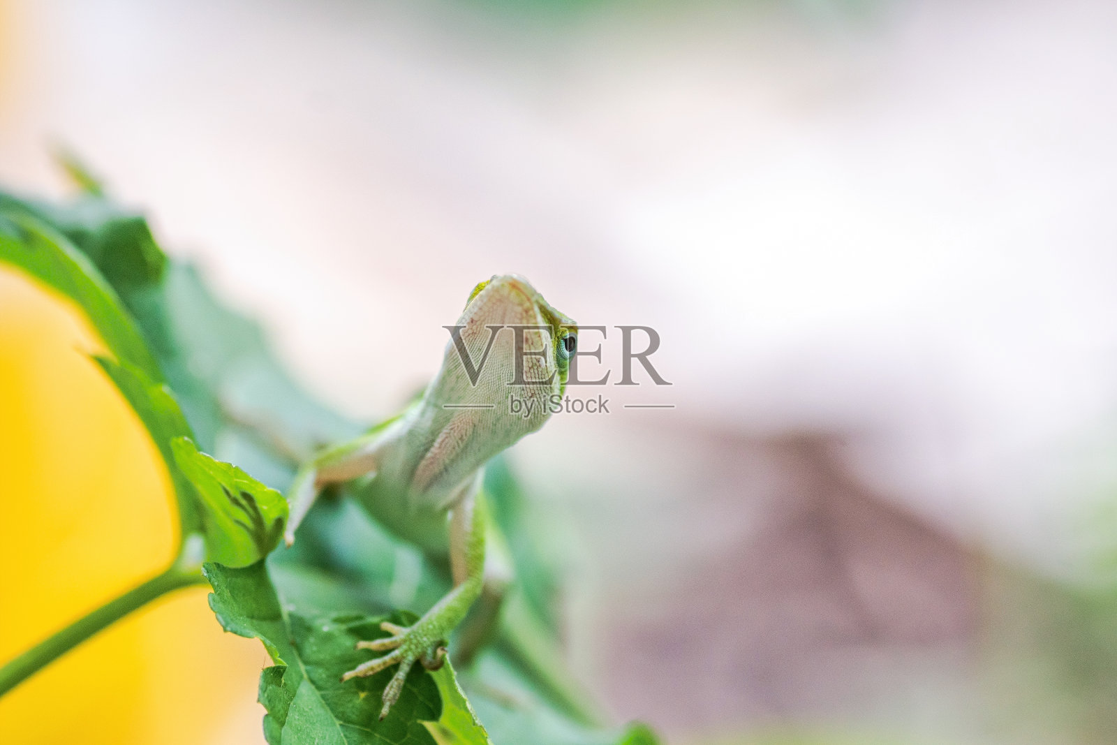 绿Anole (Anolis carolinensis)照片摄影图片