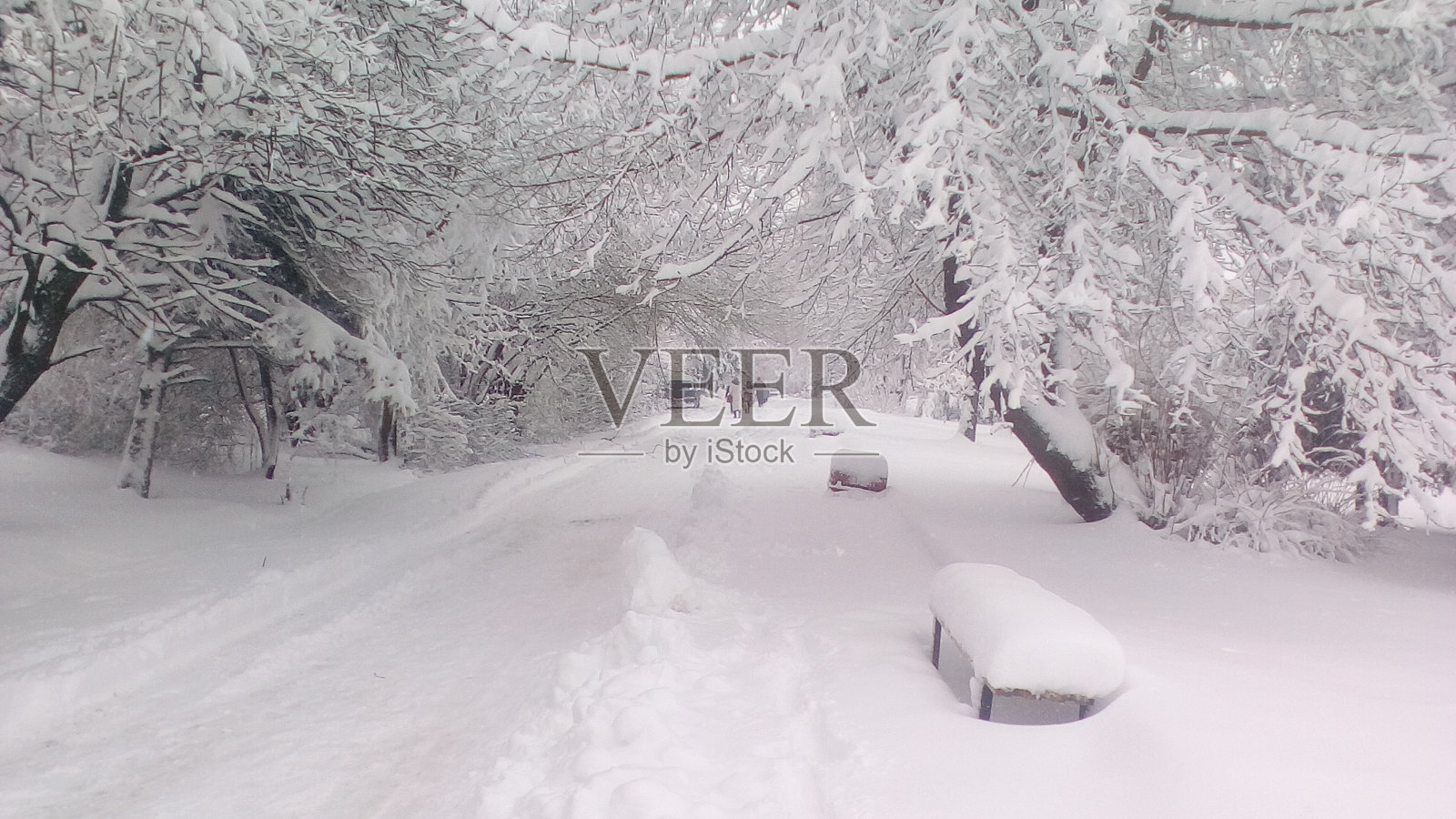 积雪覆盖了树木和道路照片摄影图片