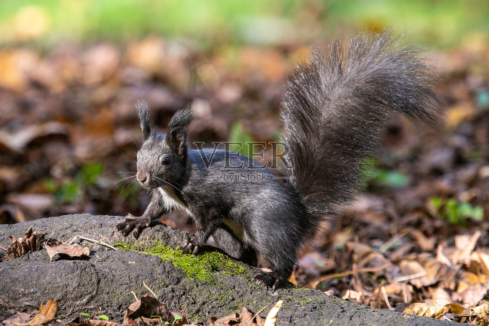 德国慕尼黑老北公墓的灰松鼠照片摄影图片