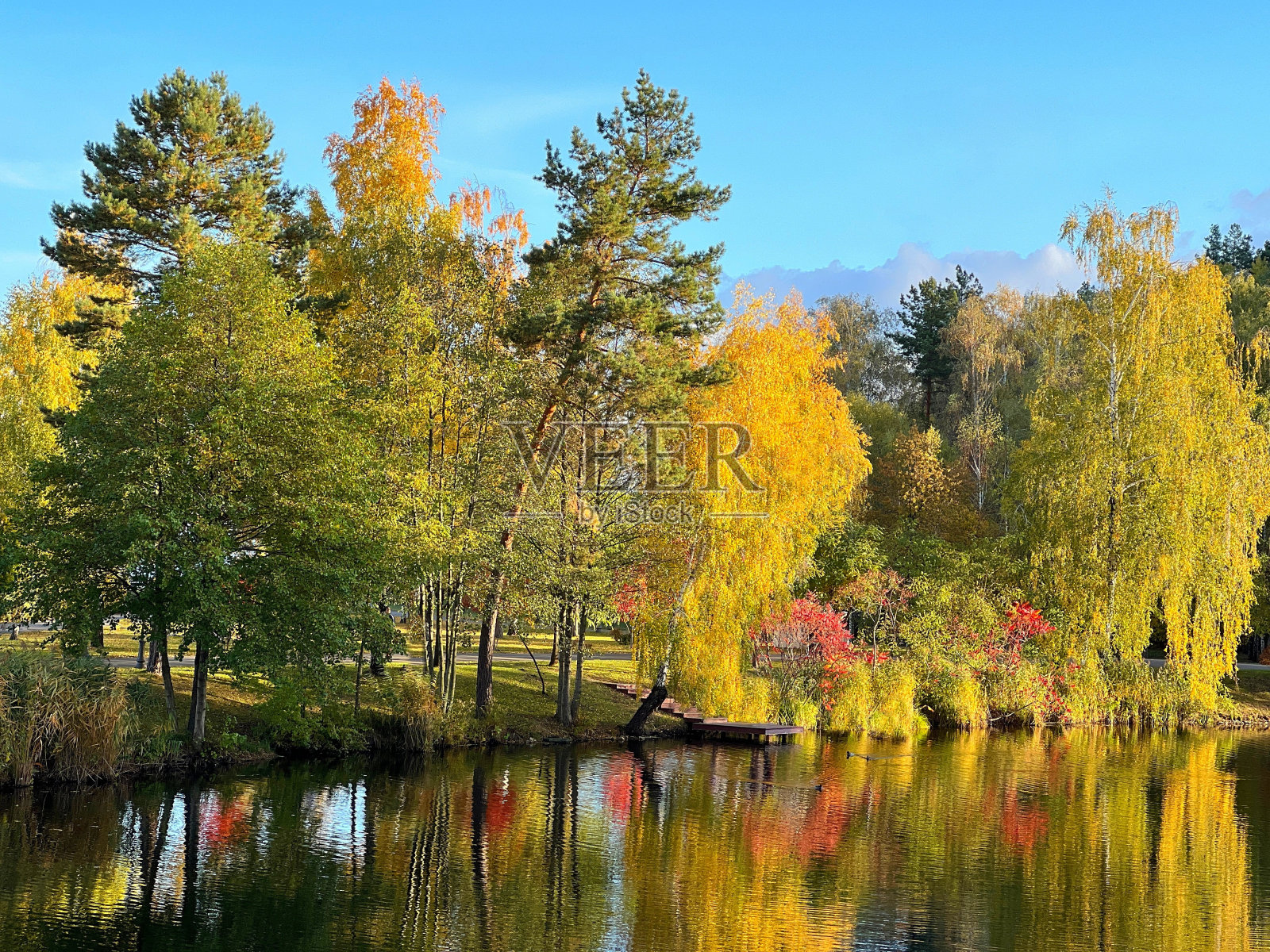 秋天的公园景观有树木和湖泊。照片摄影图片