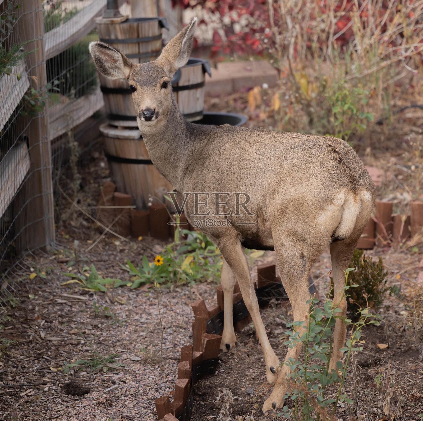 野外的雌骡鹿照片摄影图片