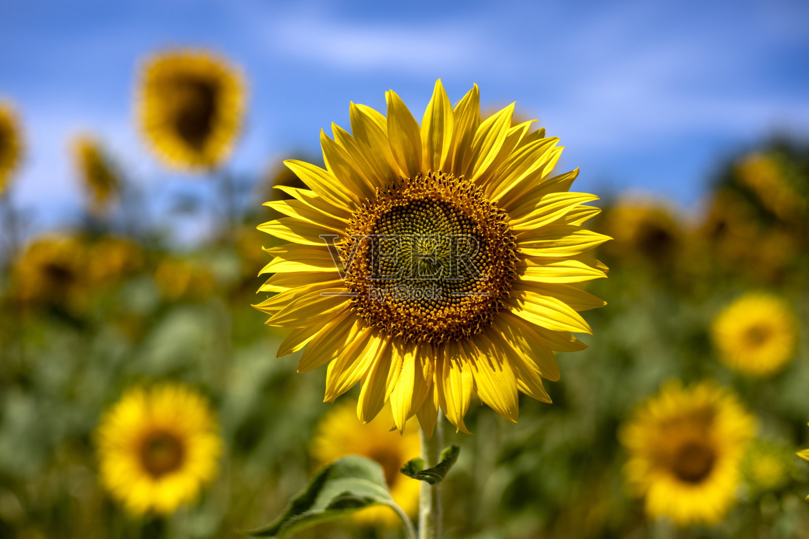 黄色的向日葵在日光下的彩色向日葵田的特写照片摄影图片