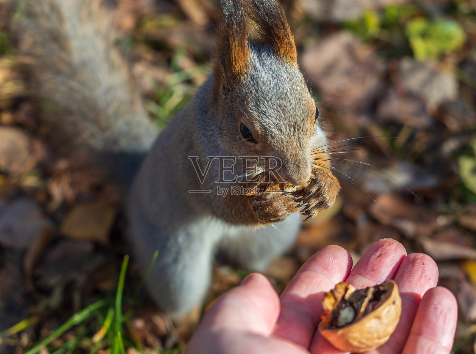 秋天的松鼠吃人手里的坚果。欧亚红松鼠，学名Sciurus vulgaris照片摄影图片