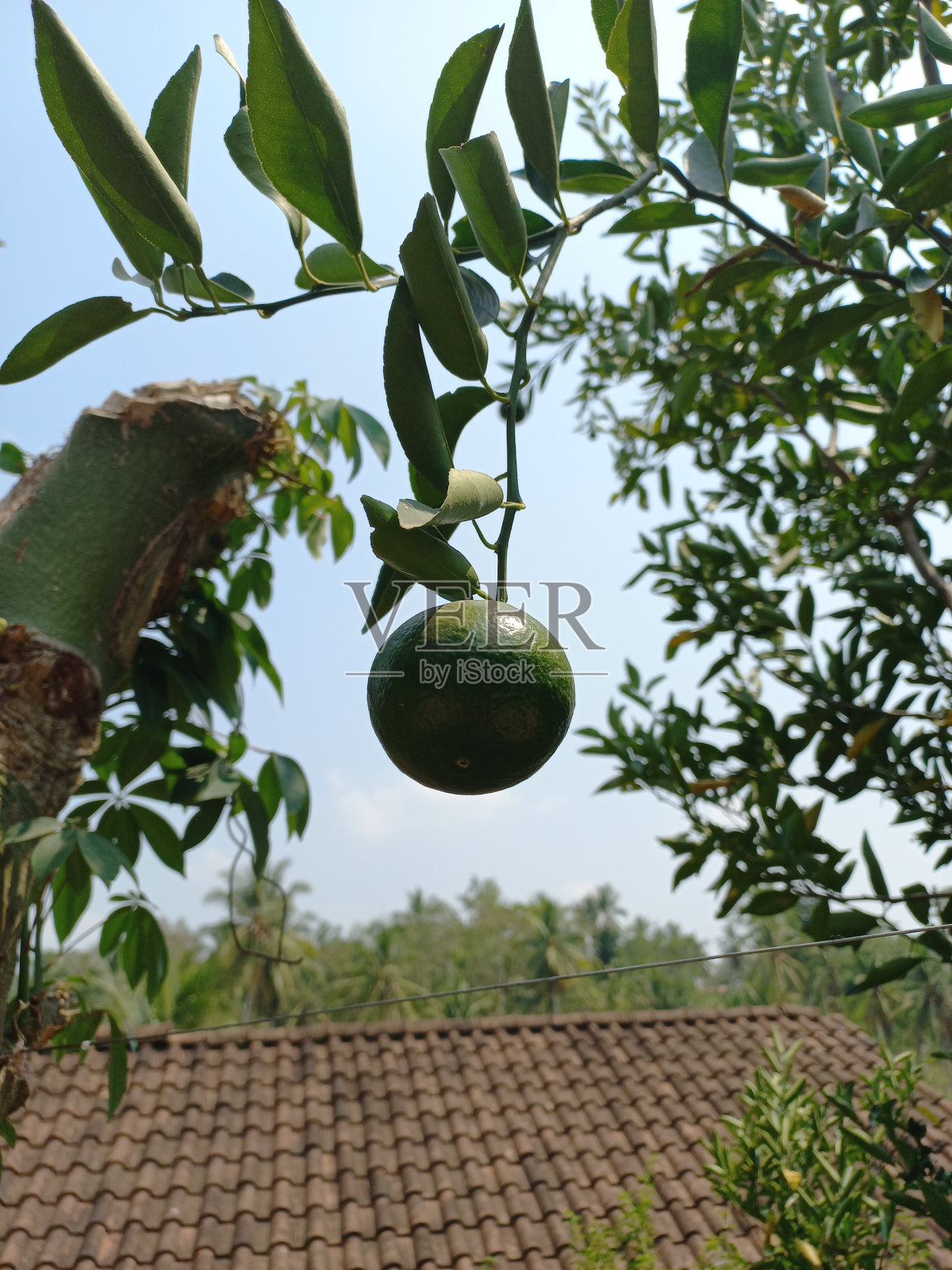 树枝上的真橙子照片摄影图片