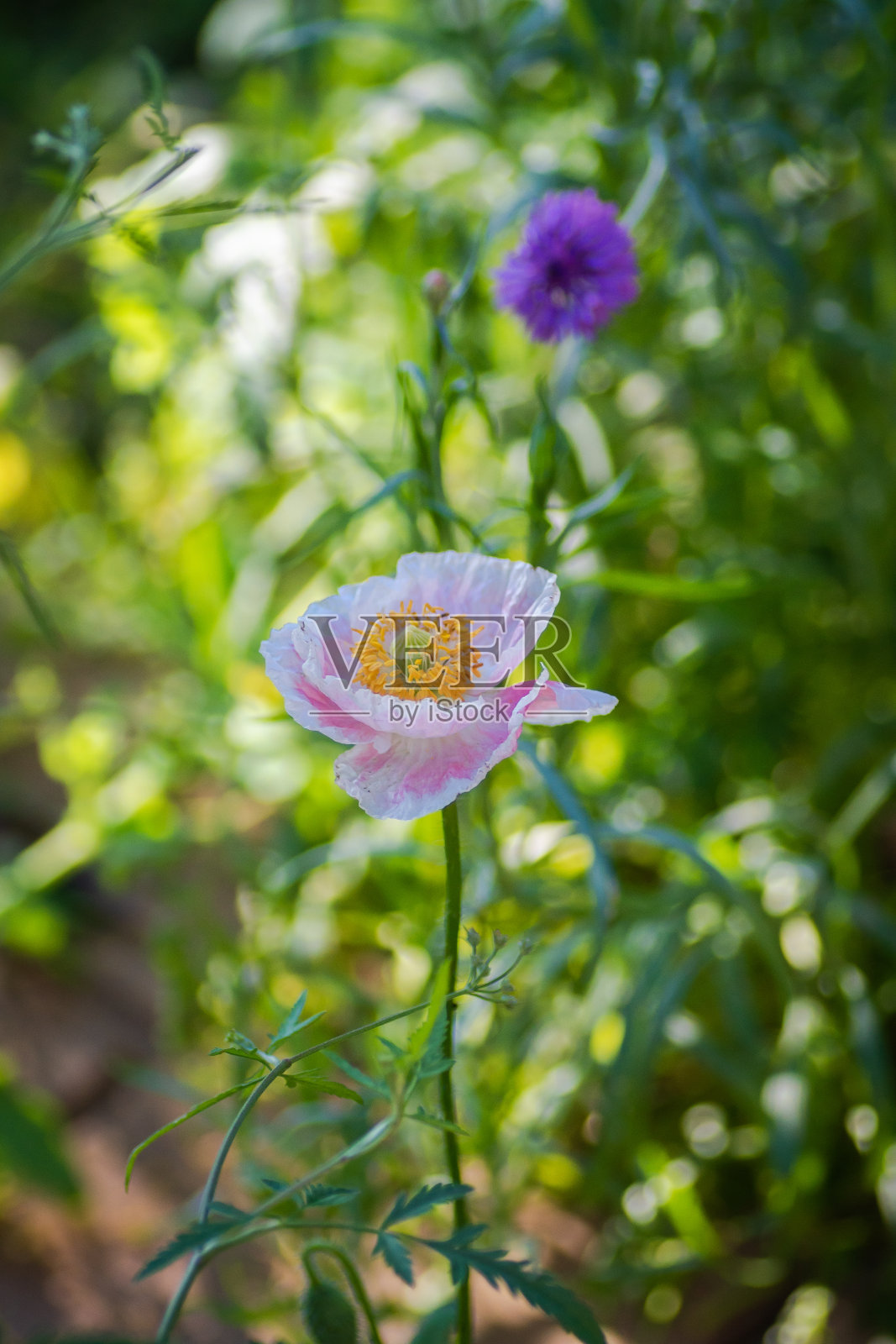 德州春季野花花园的本土植物有罂粟、叶雀、云雀、照片摄影图片