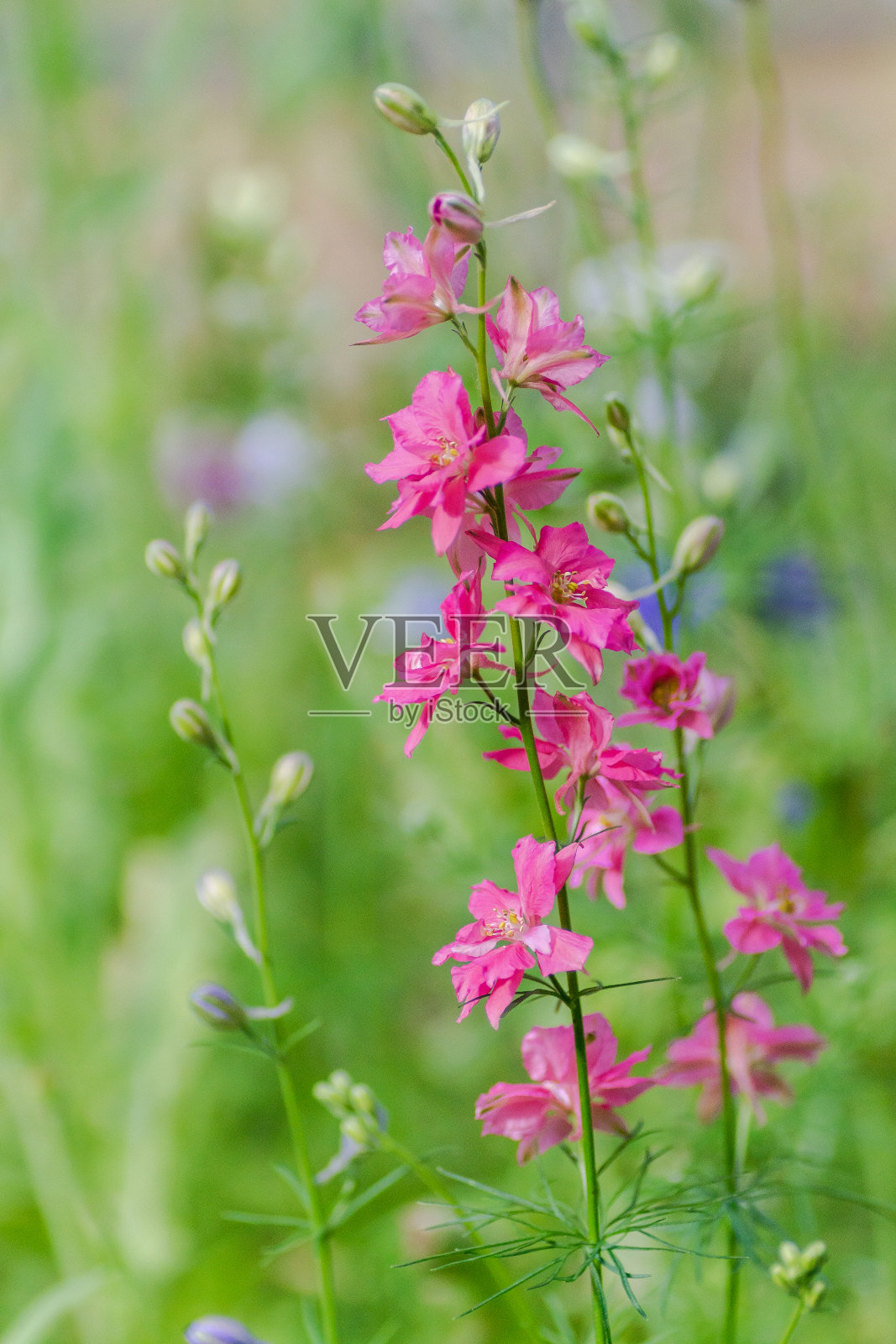 德州春天的野花——玉米罂粟，弗兰德斯罂粟照片摄影图片