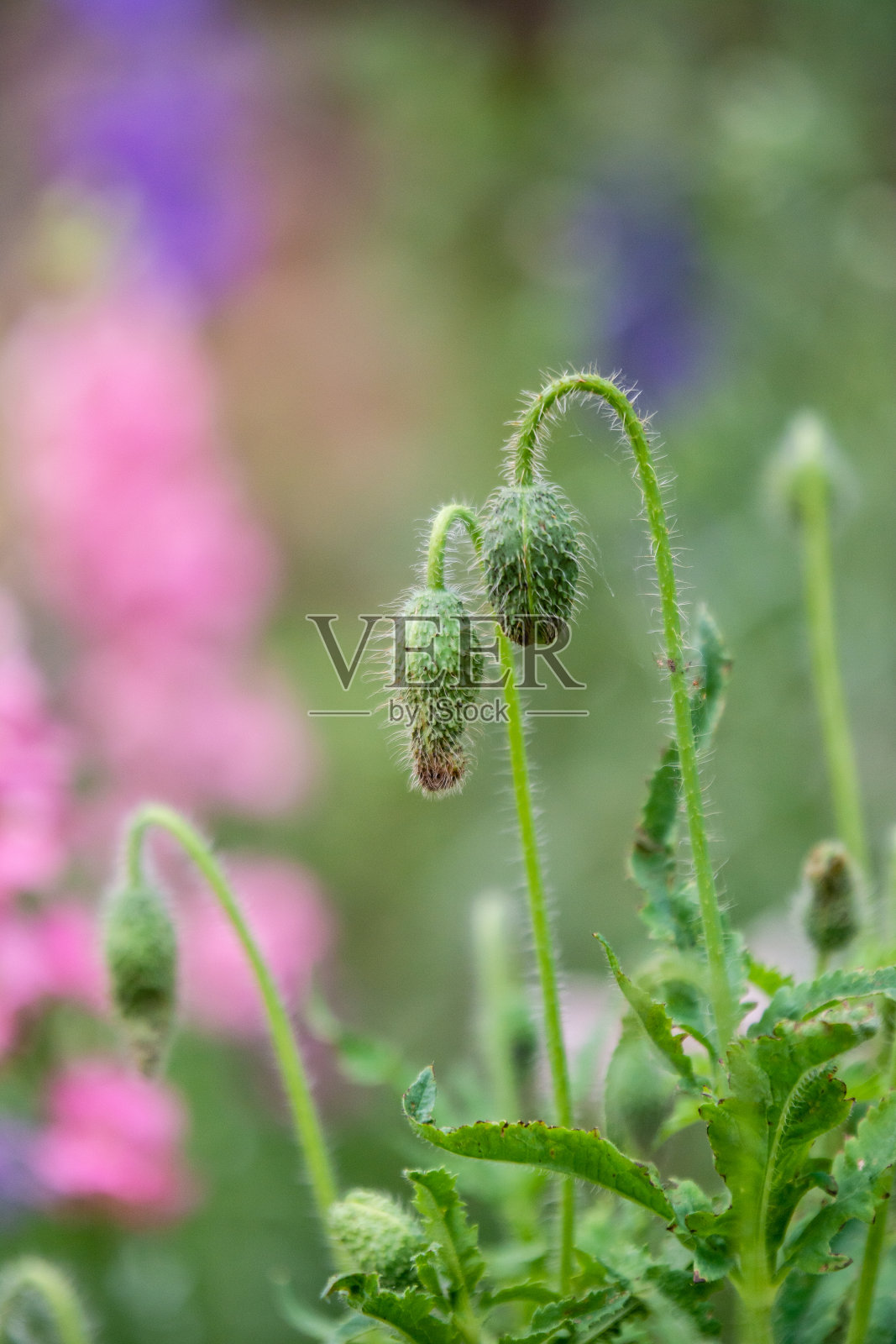 德州野花花园-罂粟(Papaver nudicaule)照片摄影图片